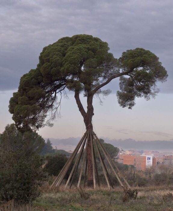 El Pi d'en Xandri