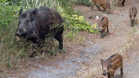 Batuda de caça de senglars aquest dissabte a Collserola