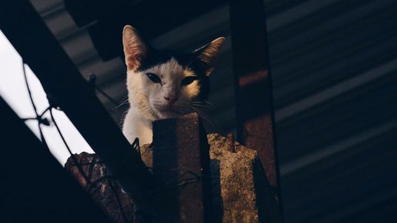 Sant Cugat vol reduir els 1.000 gats que viuen al carrer