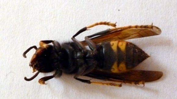 Sant Cugat comptarà amb un pla de xoc contra la vespa asiàtica