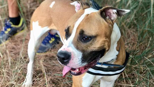 Consells per protegir els animals domèstics per Sant Joan
