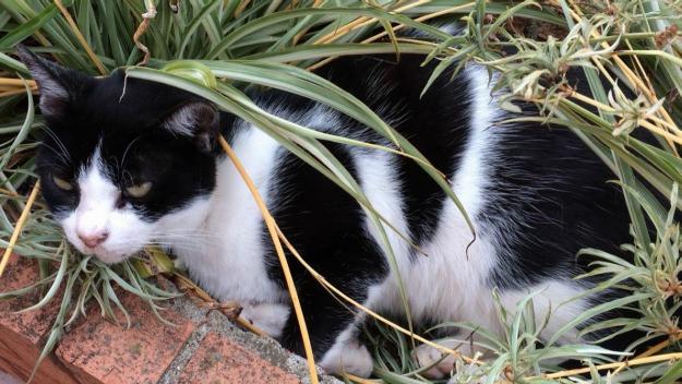 'Gat i gos' parla de les colònies de gats a Sant Cugat