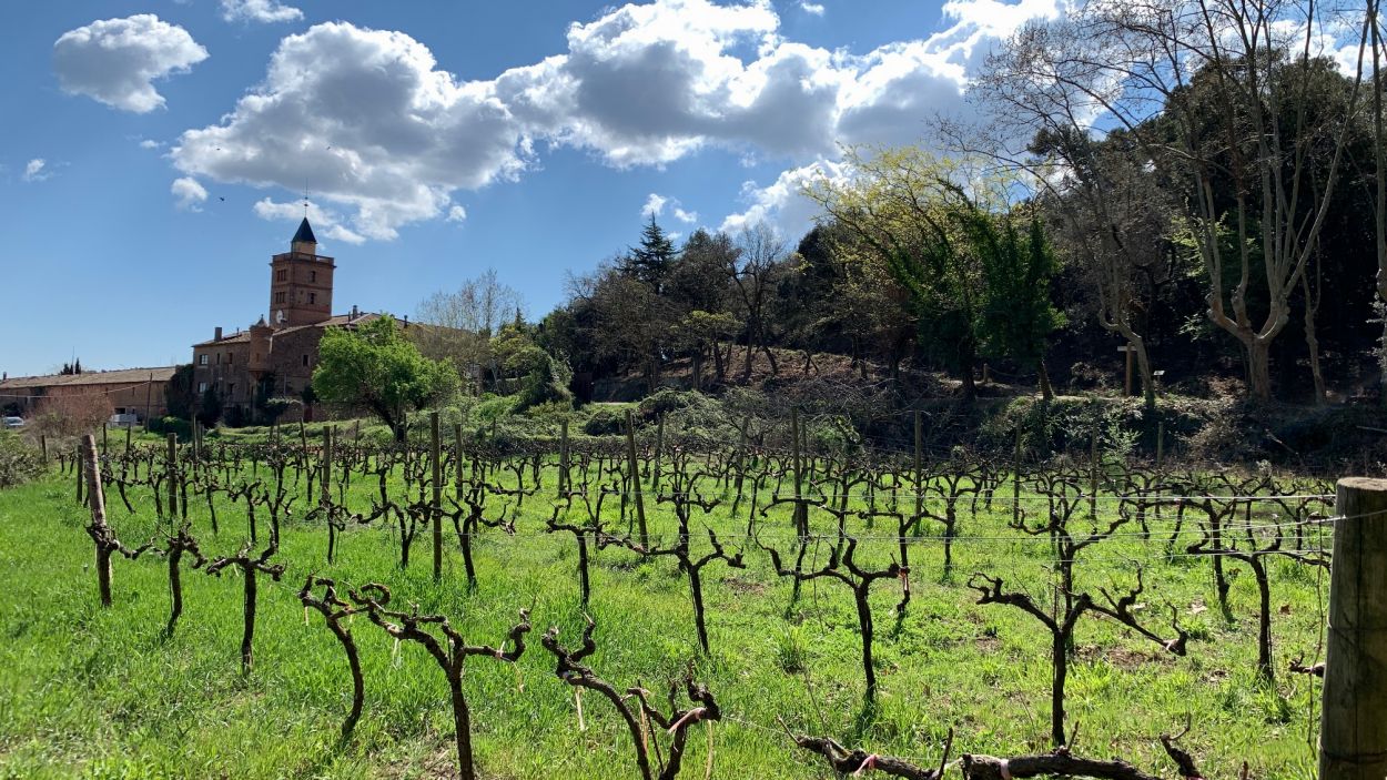 Prova pilot a Can Monmany per adaptar el bosc al canvi climàtic i combatre'l
