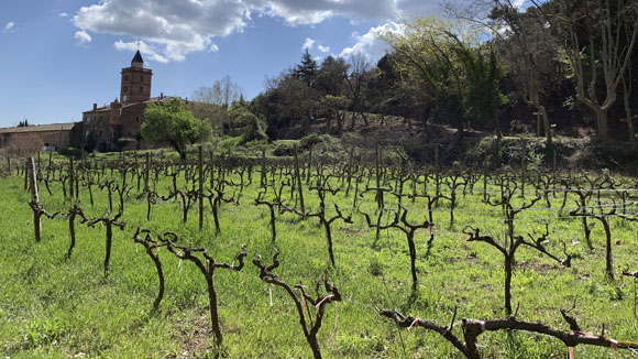 Recuperar la vinya, l'objectiu d'alguns productors locals