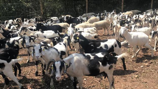 Un ramat de cabres mantindrà net el sotabosc i les franges de protecció d'incendis a Valldoreix
