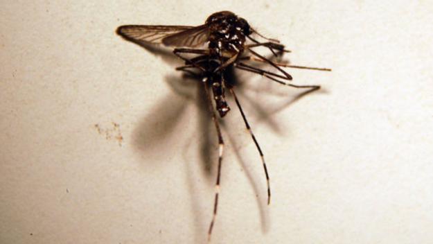 La col·laboració ciutadana, clau per lluitar contra el mosquit tigre