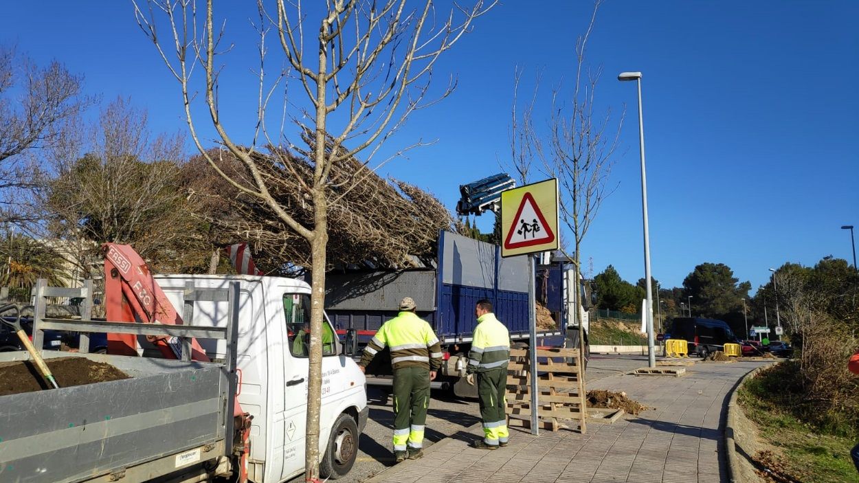 184 nous arbres a Can Sant Joan