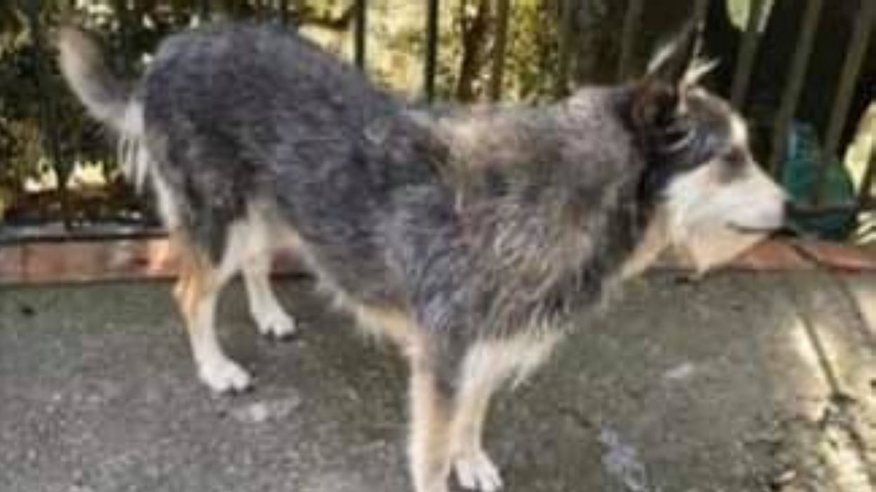 Troben la Grappa, la gossa perduda a les Planes