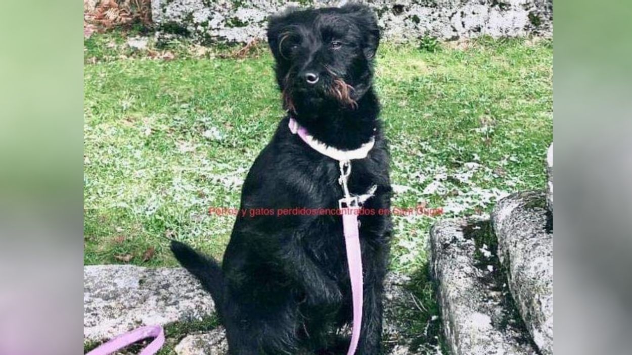 Busquen el Luffy, un gos perdut des de diumenge a Valldoreix