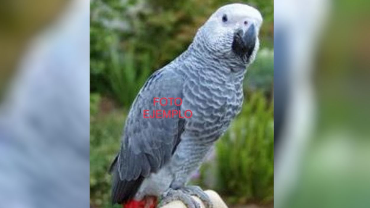 Busquen la Nona, un lloro gris africà perdut per la zona de Can Trabal