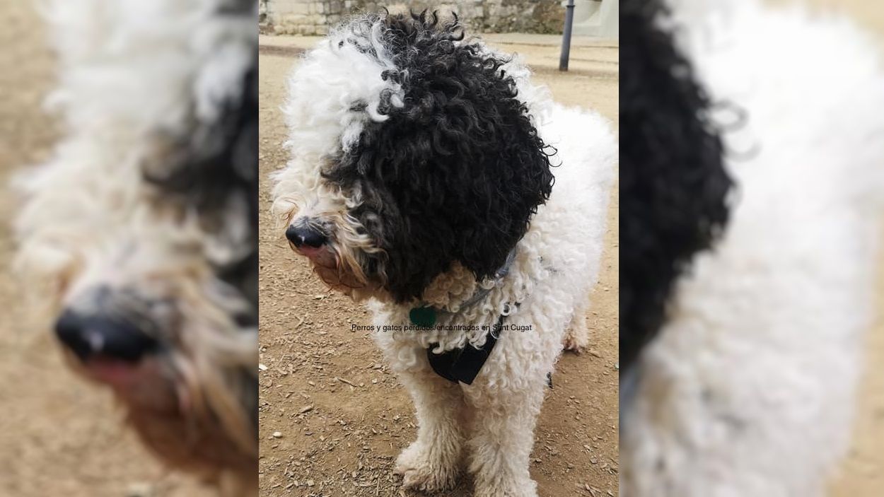 Troben la Rumi, la gossa perduda aquest diumenge a Sant Cugat, a Mataró