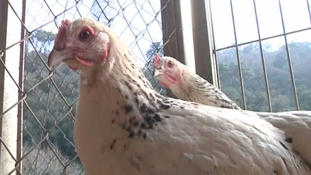 Alt: La gallina de Sant Cugat, extingida fa un segle, en procés de recuperació