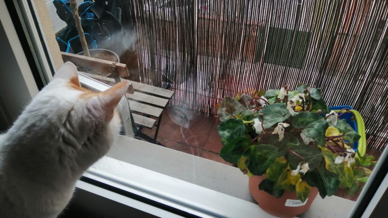 Què fer amb els animals a casa?