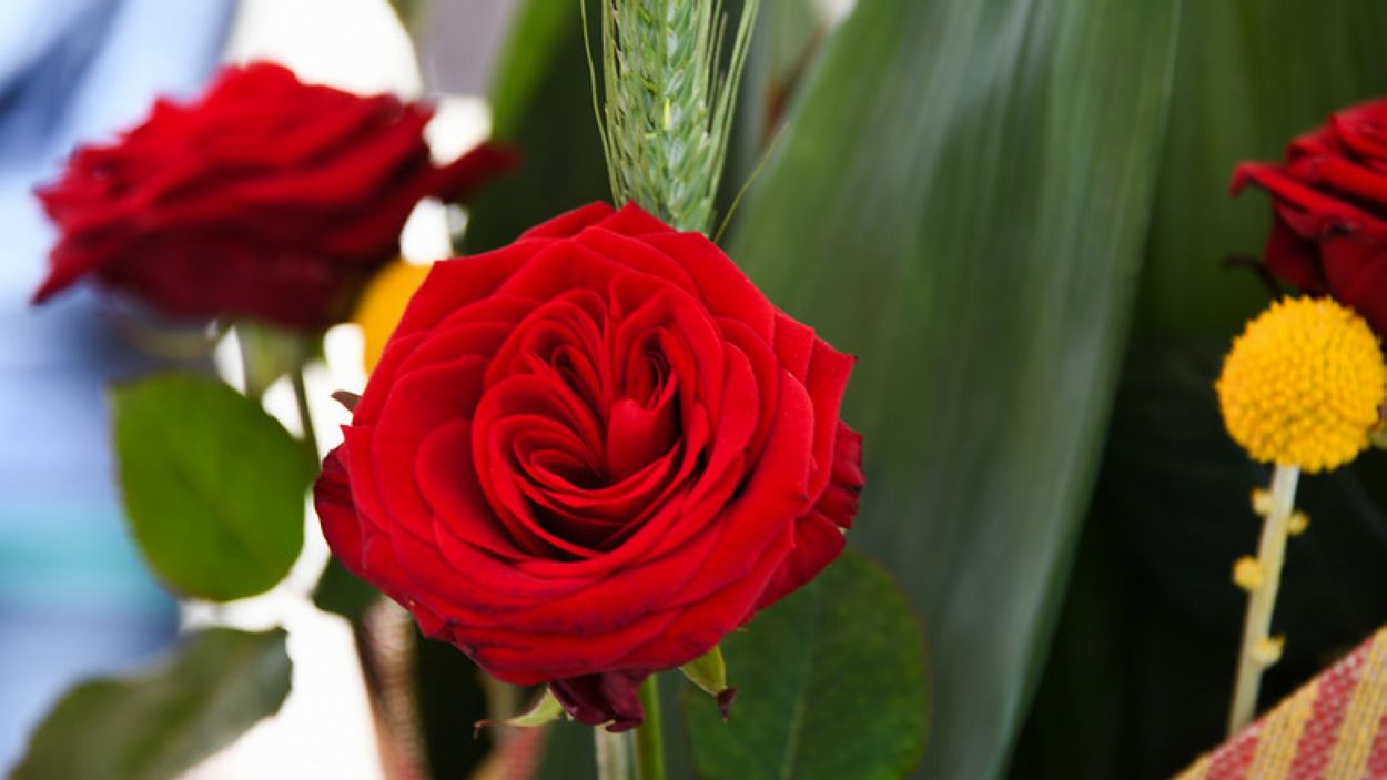 Les floristeries i llibreries de Sant Cugat obren per Sant Jordi
