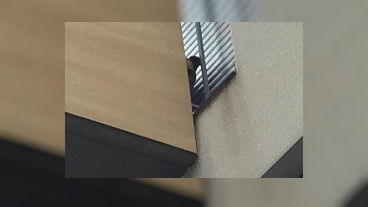 La FAADA alerta d'un possible cas d'un gos que viu tancat en un petit balcó de Sant Cugat des de l'estiu de l'any passat