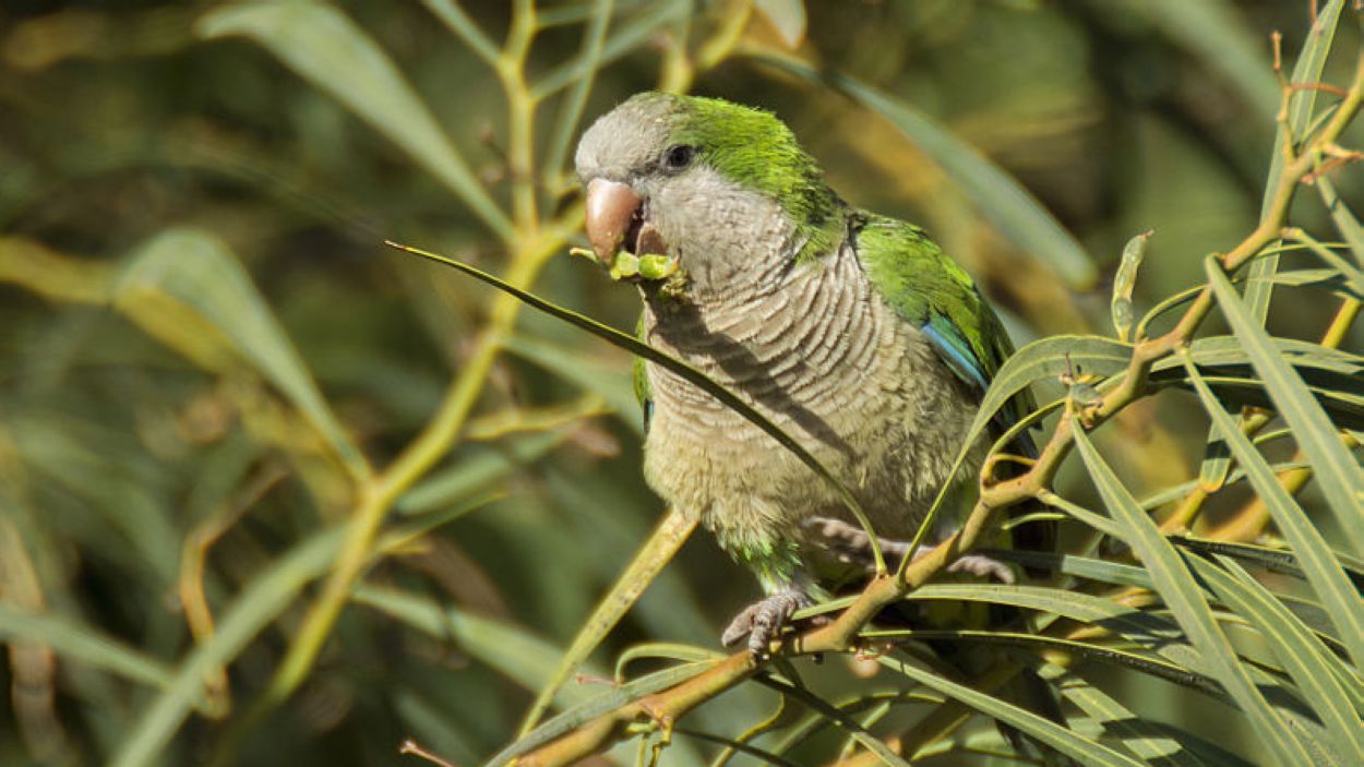 Compromís a Sant Cugat amb l'