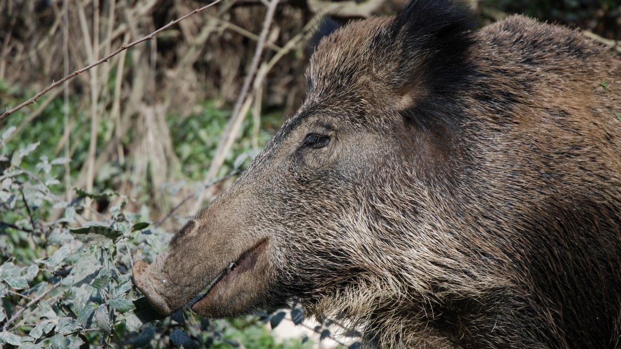 Es reprenen les batudes contra el senglar a Collserola