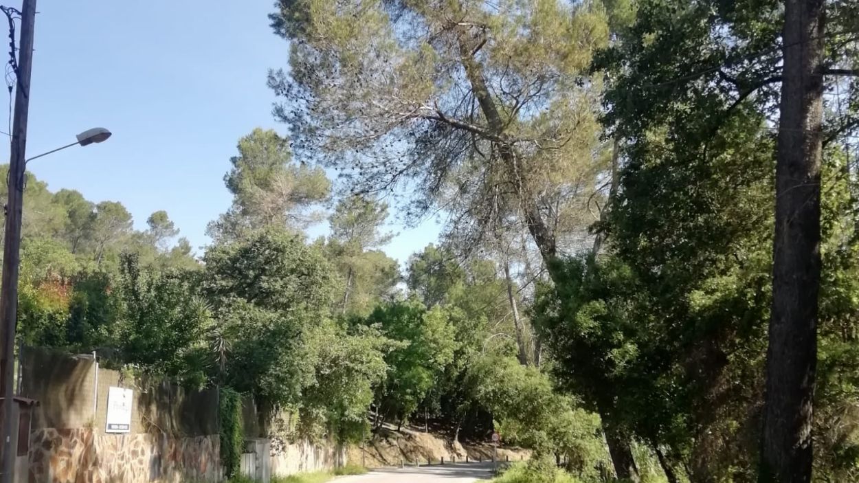 L'EMD talla l'accés al camí de la Salut aquest dilluns per la tala d'arbres amb risc de caiguda