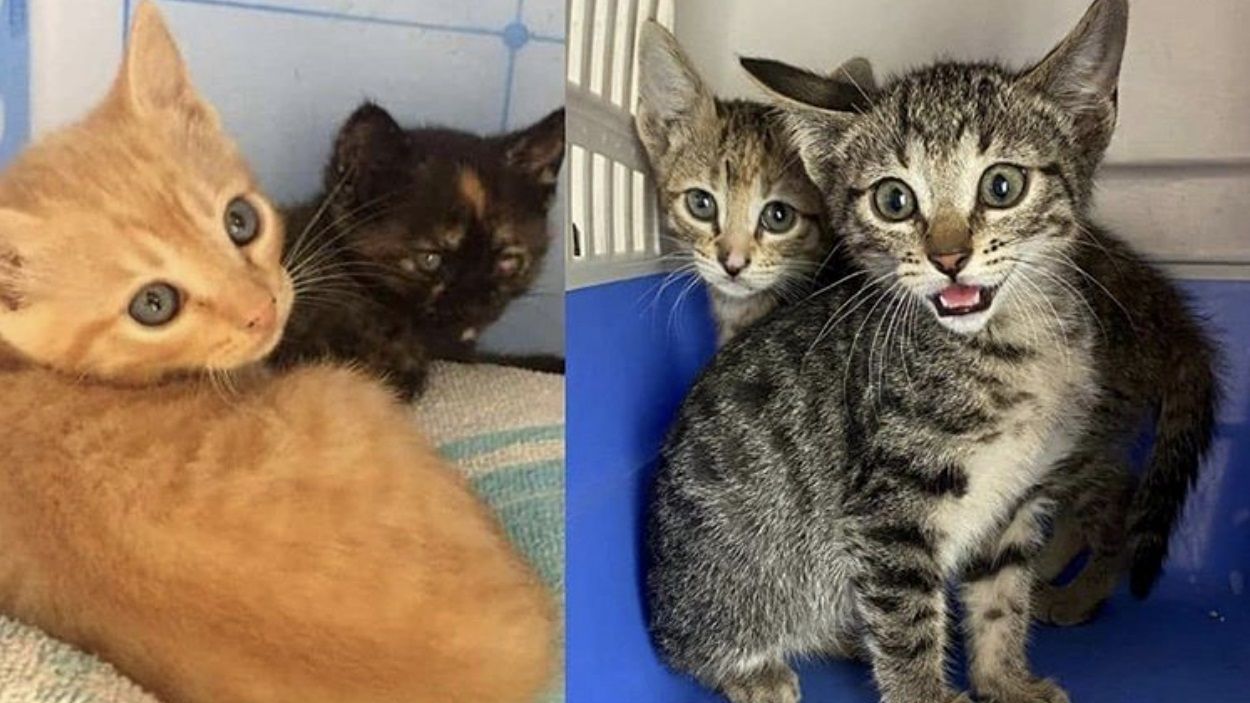 La PAS alerta d'un any 'especialment complicat' pels gats dels carrers de Sant Cugat