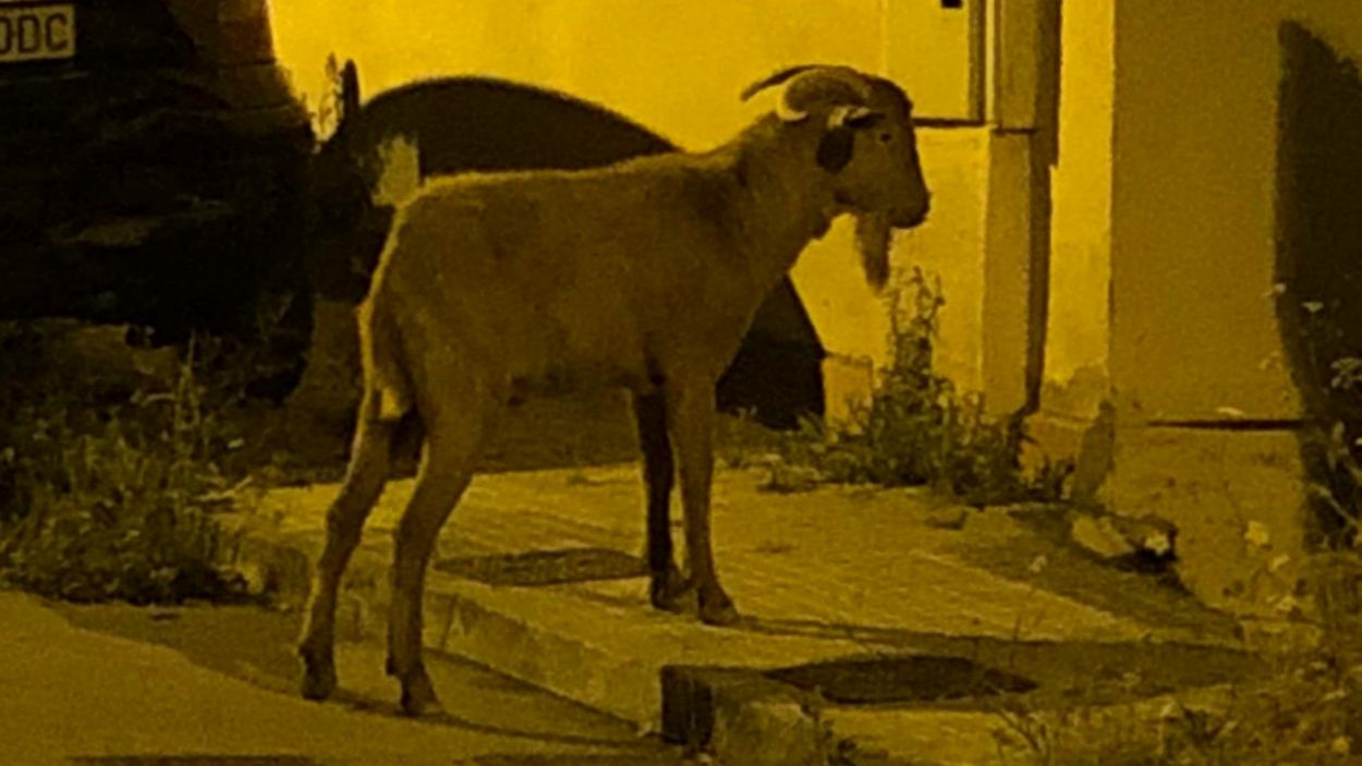 Busquen una cabra perduda a la Floresta