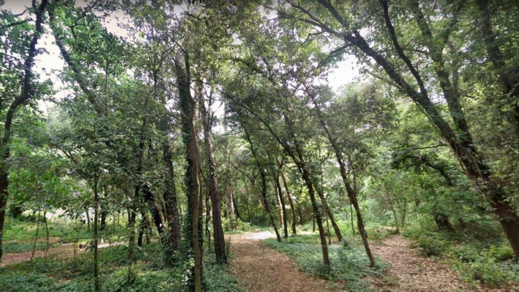 Alt: Rèplica a l'Ajuntament de Sant Cugat en relació a la preservació del bosc de Volpelleres