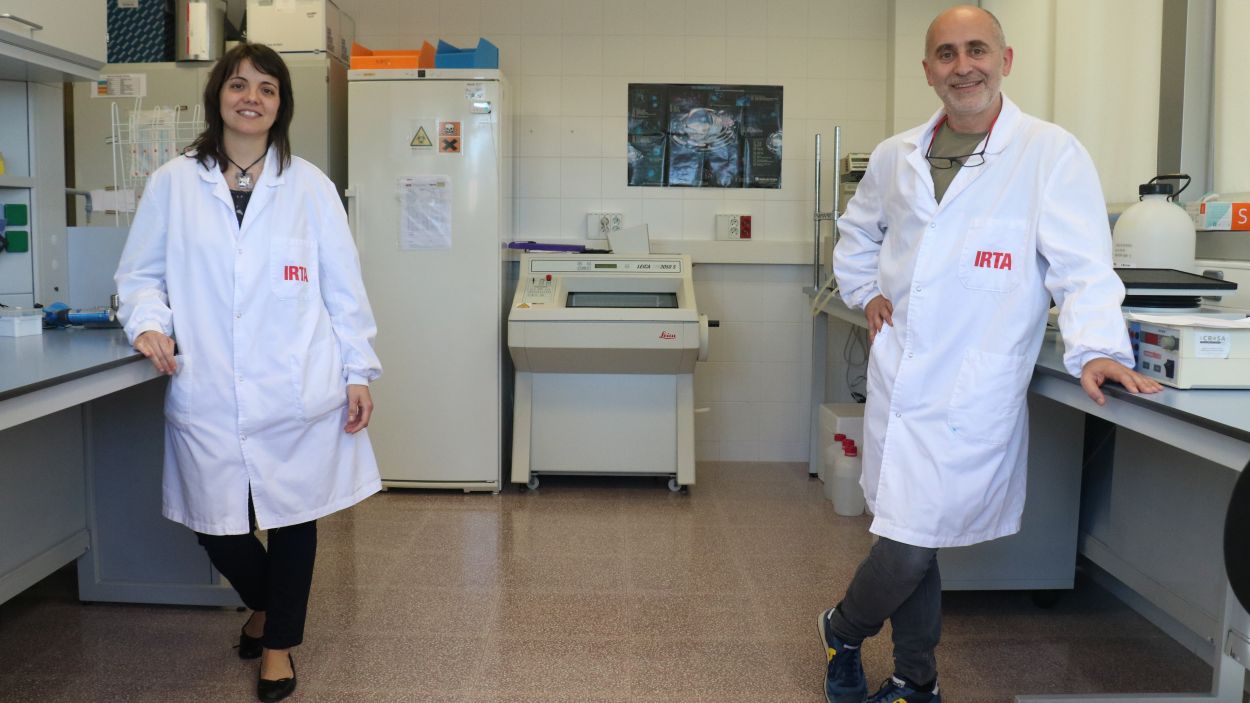 Vergara-Alert i Segalés (viròlegs): 'Que tinguis anticossos no vol dir que no et puguis contagiar o transmetre el coronavirus'