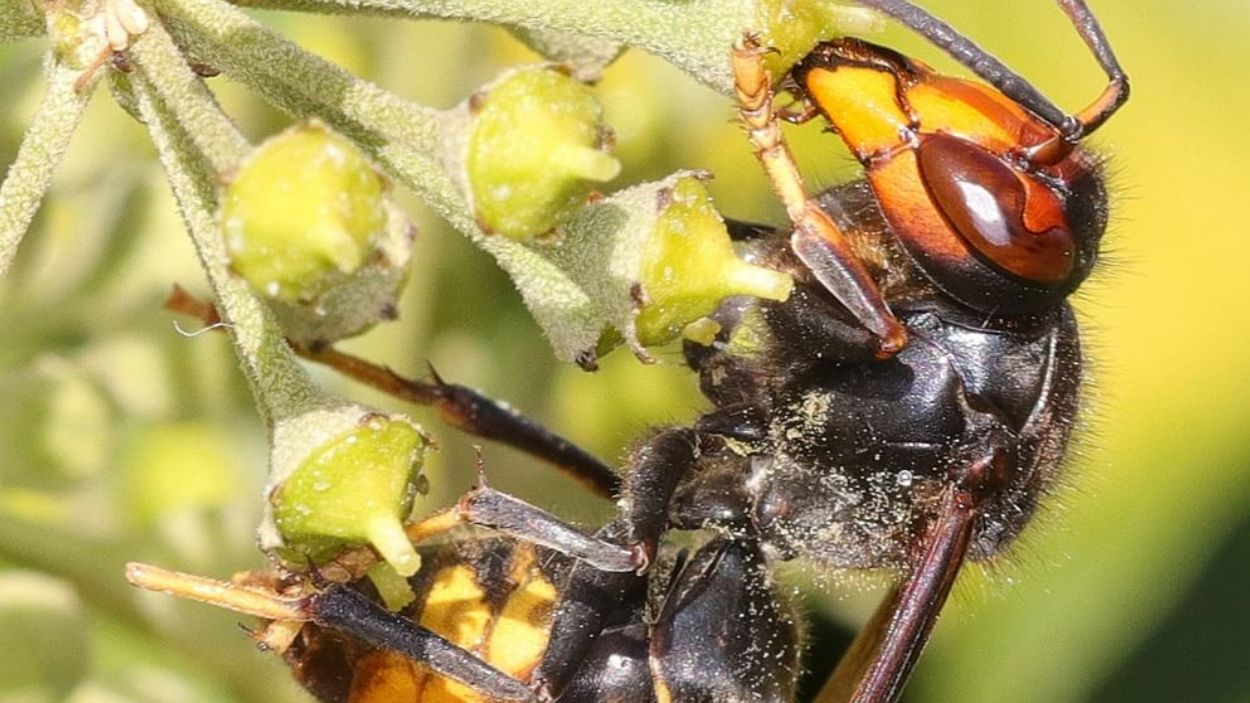 Sitmun-Vespa Asiàtica, l'app per registrar dades i informació territorial sobre aquesta espècie invasora