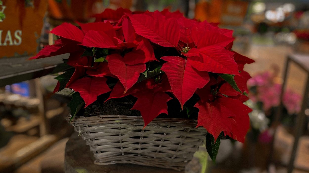 Com cuidar la Flor de Pasqua