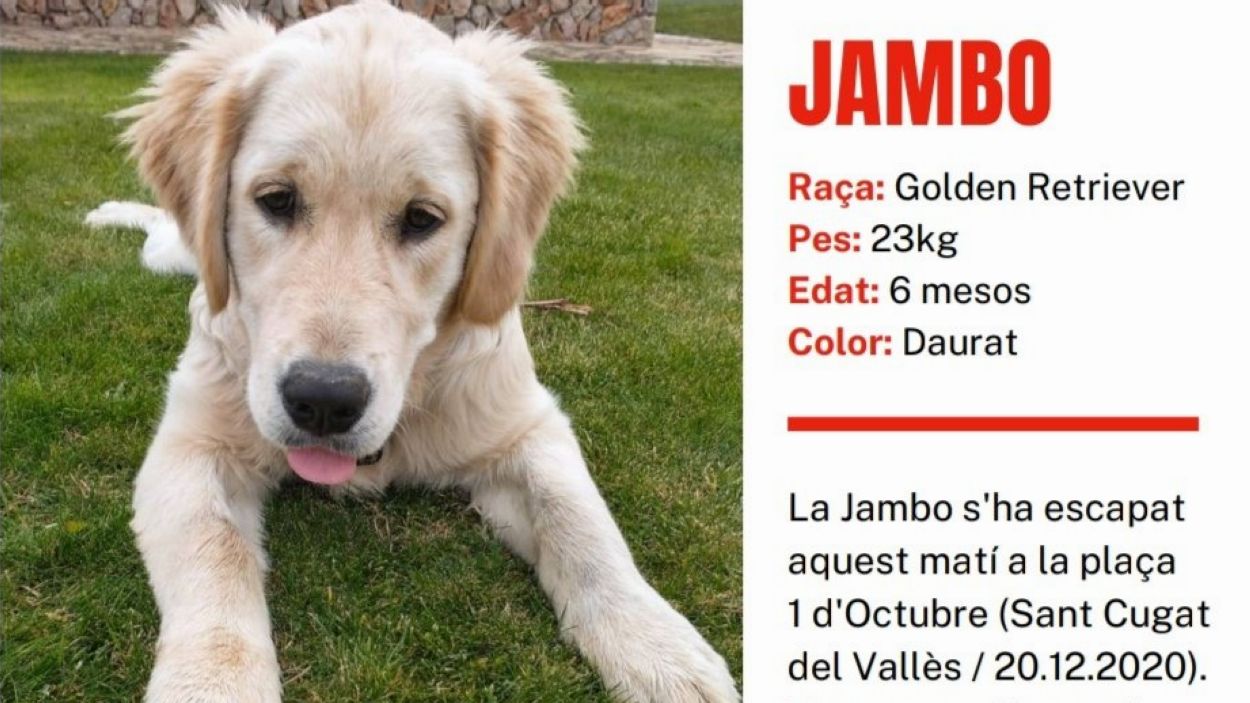 Busquen la Jambo, una gossa de sis mesos perduda aquest diumenge a Sant Cugat