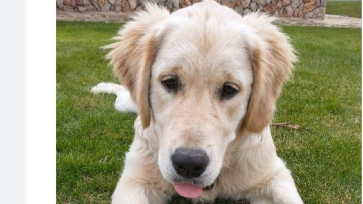 Trobada la gossa Jambo que havia desaparegut aquest diumenge al matí