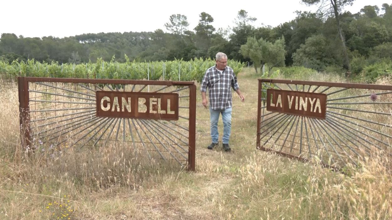 Can Bell, el passat i el present de la vinya santcugatenca