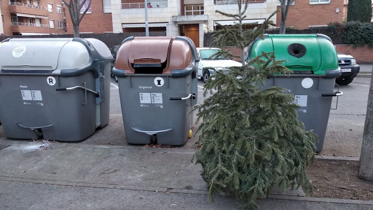 On s'han de portar els arbres de Nadal?