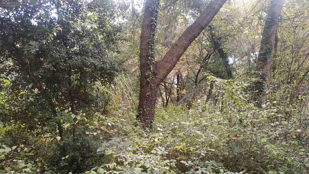 Prohibit fer foc al bosc fins al 15 d'octubre