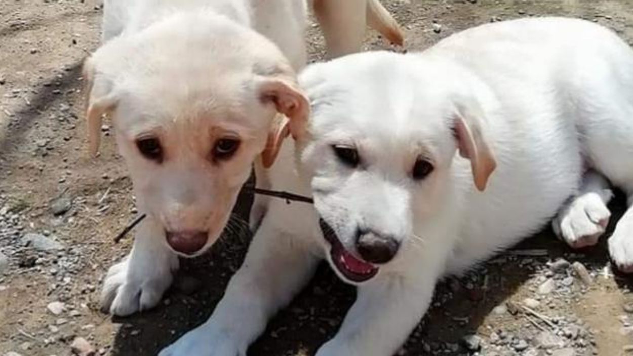 'Cau Amic', el podcast per conèixer millor els millors amics de les persones: els gats i els gossos