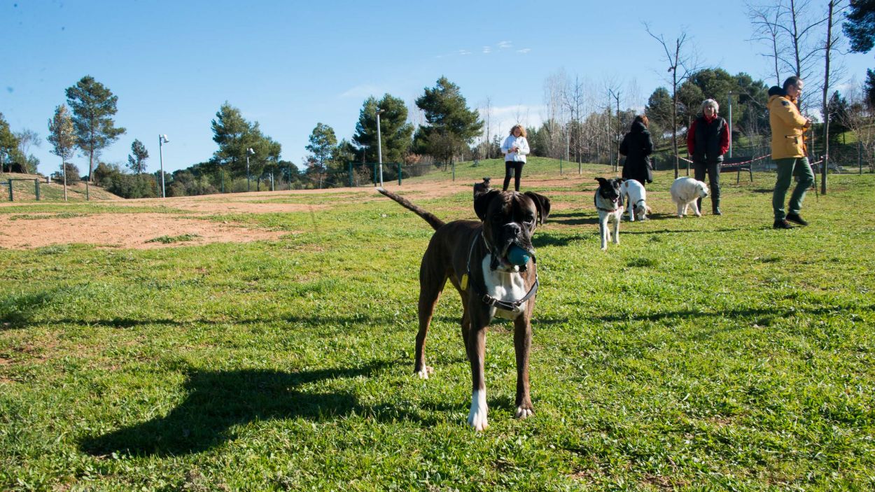 210215-gos-turo-can-mates-parc-a-ajuntament.jpg