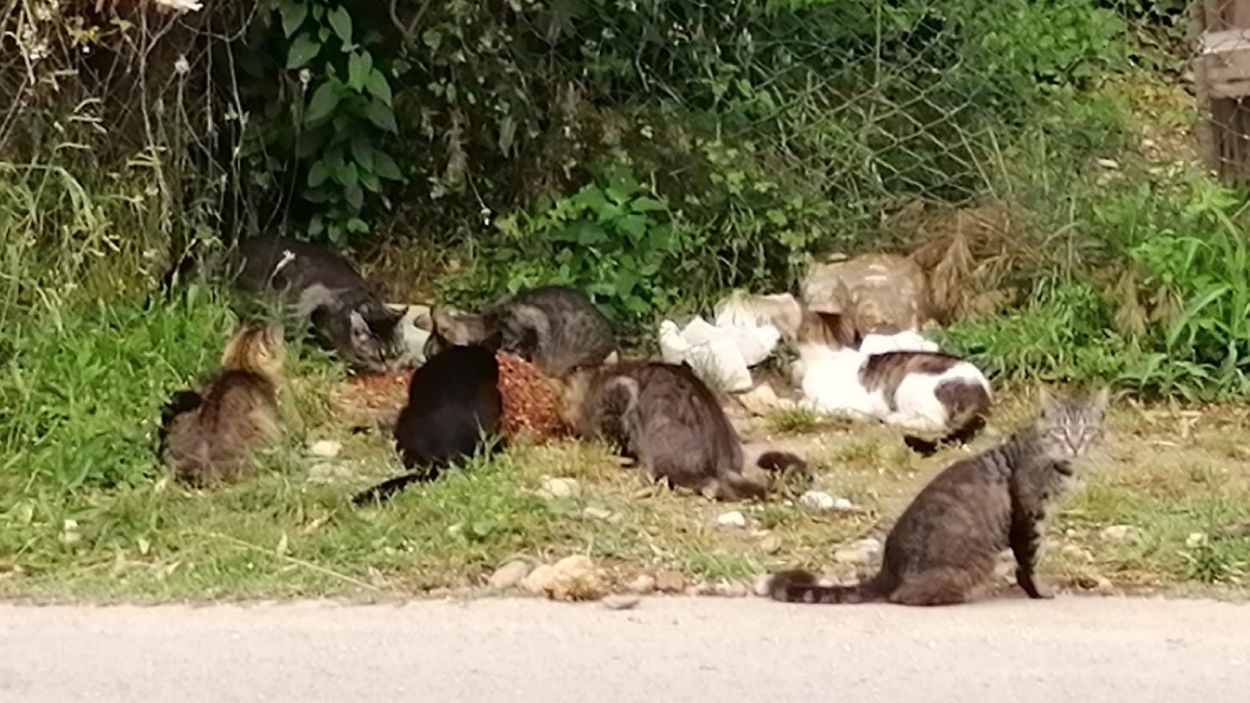 La gatera municipal estarà enllestida als volts de l'estiu