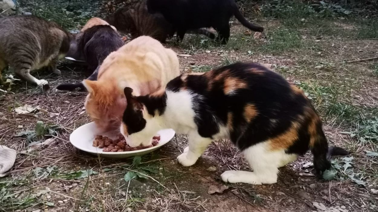 La PAS exigeix a l'Ajuntament que reactivi la campanya d'esterilització a les colònies de gats de carrer