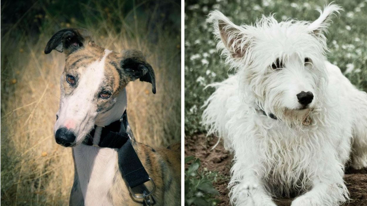 'Puro Galgo' crida per una vida digna i amb amor per als gossos llebrers