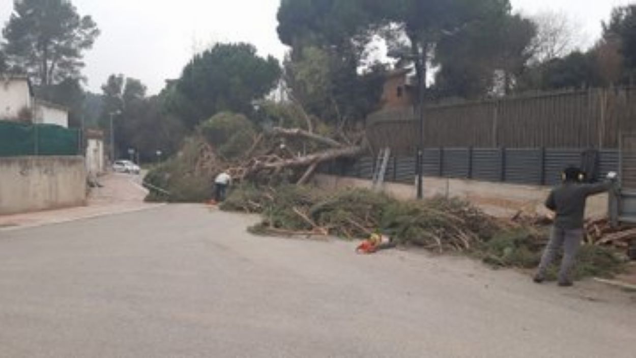 Cau un pi de grans dimensions al mig del carrer Fra Lluís de Lleó de Valldoreix