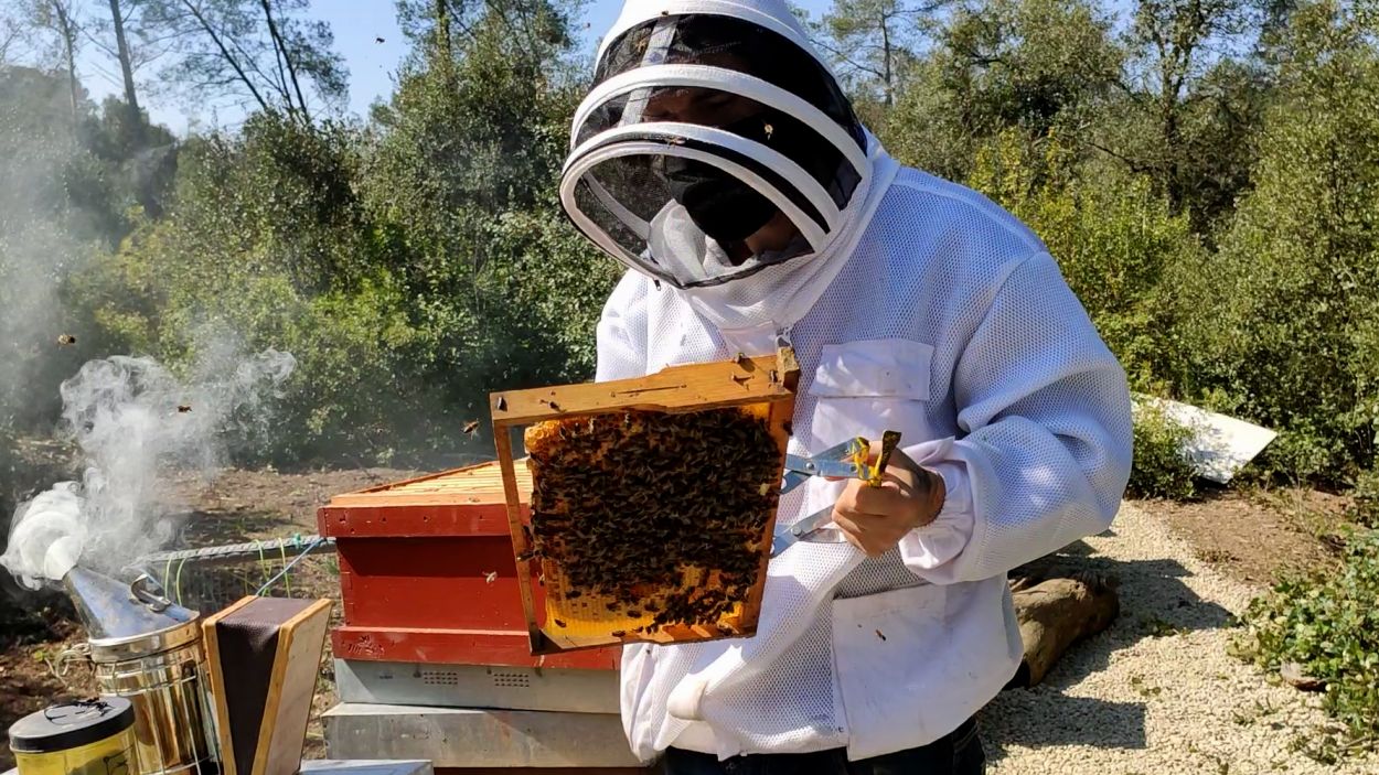 Èric Barbero, abellaire: 