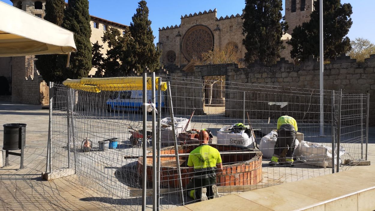 La plaça d'Octavià tindrà una alzina nova