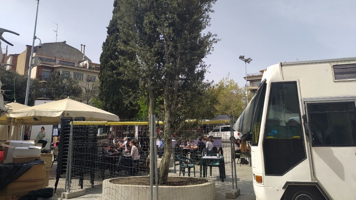 Planten una nova alzina a la plaça d'Octavià