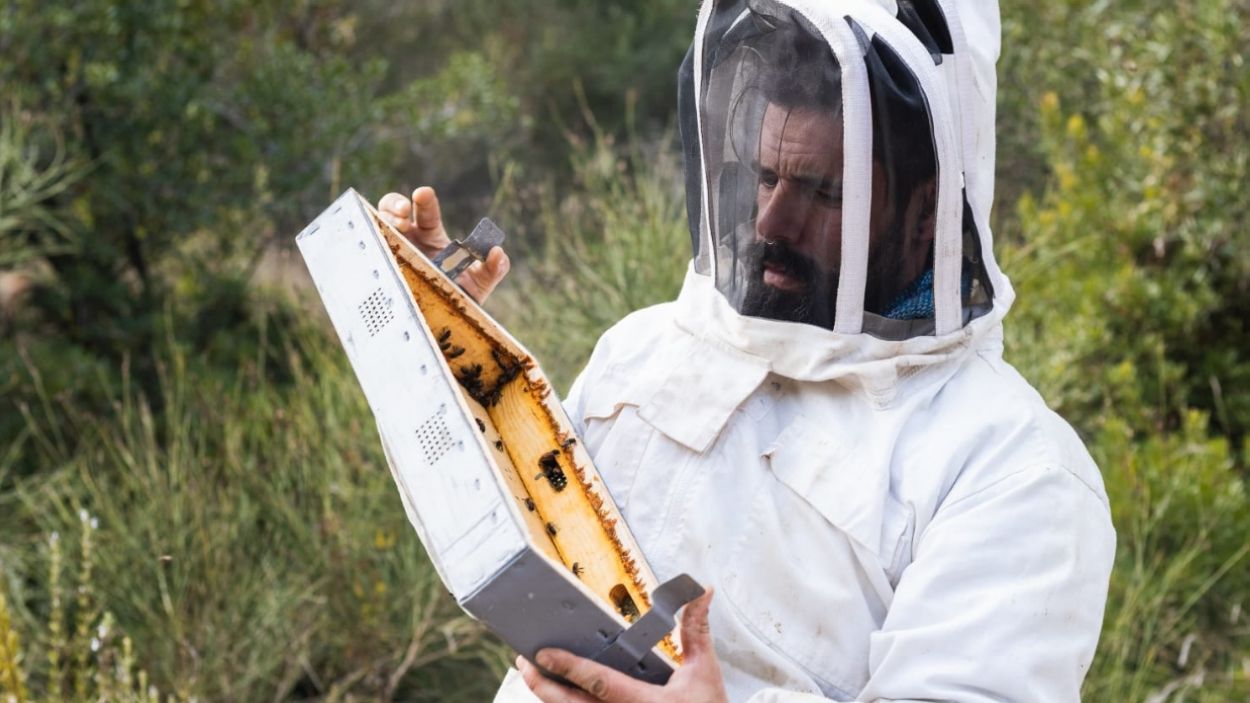 Èric Barbero, abellaire: 