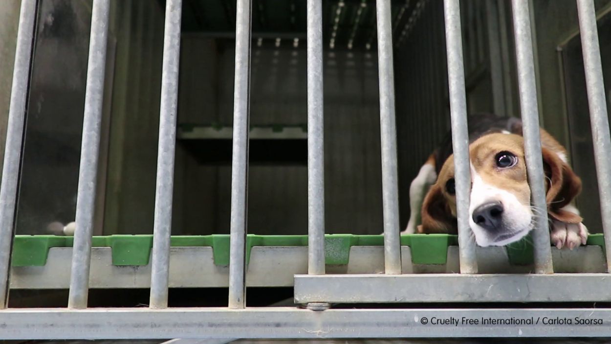 La Policia Local rescata un gos tancat a un cotxe sense aigua ni menjar