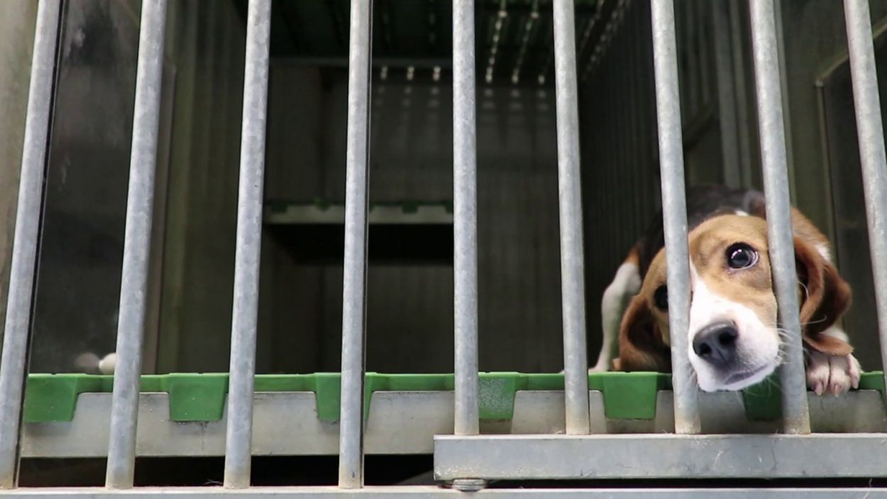 Les imatges del laboratori d'investigació animal Vivotecnia, on es produïen maltractaments, no són casos aïllats