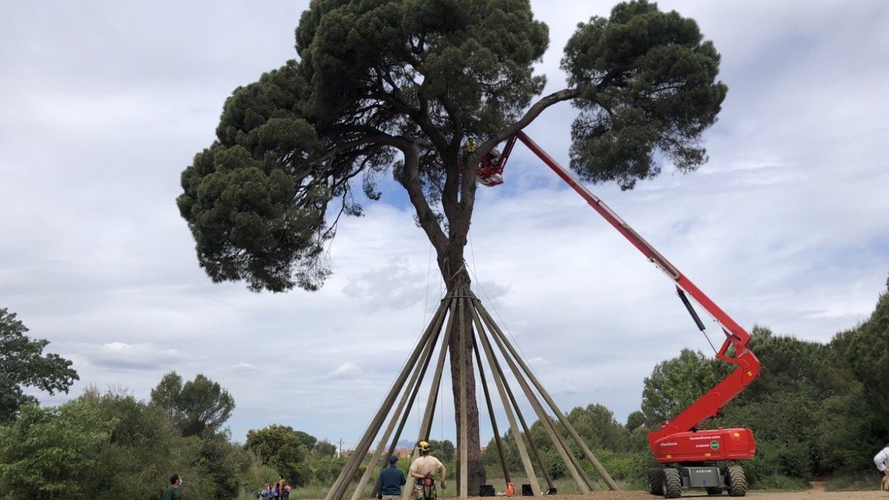 El Pi d'en Xandri, símbol bicentenari de Sant Cugat, segueix recuperant-se de l'atac de fa 24 anys