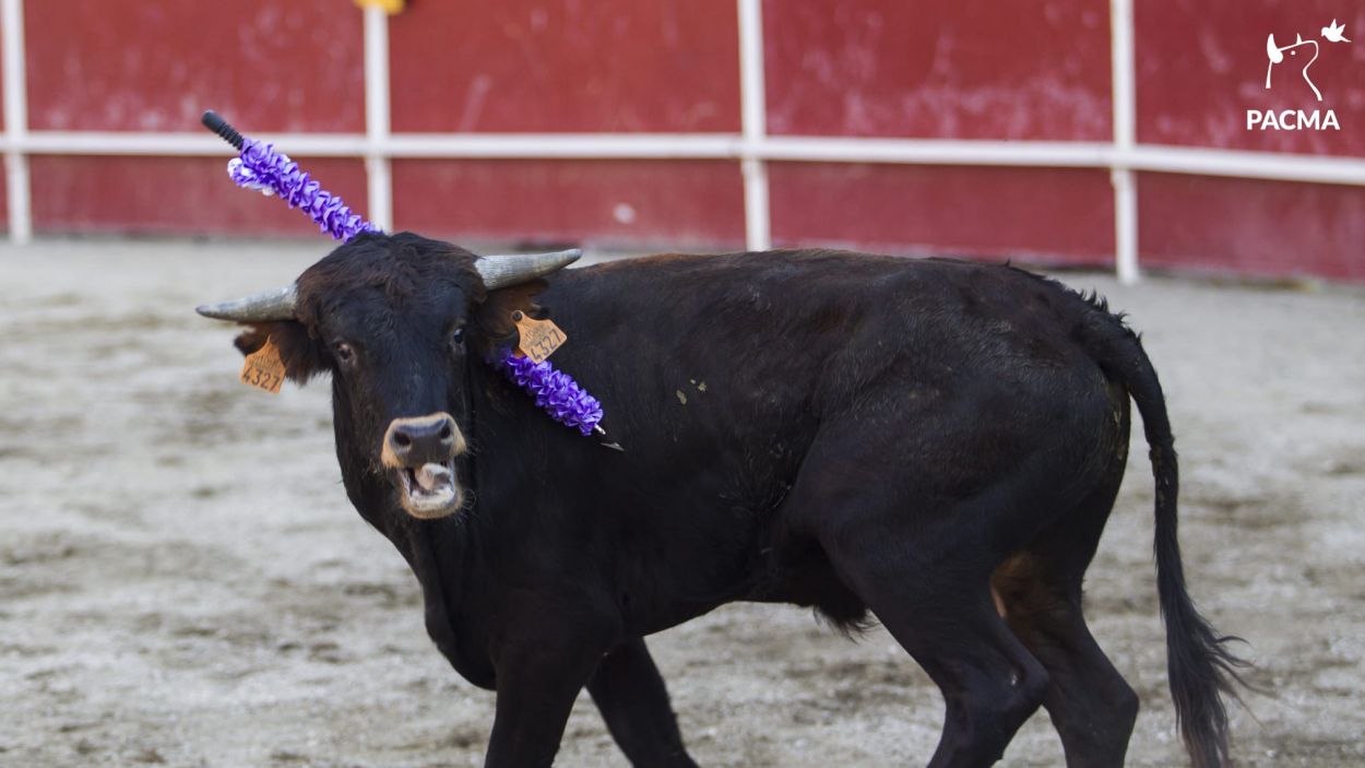 L'esforç de PACMA contra les corrides de toros i la situació actual de Vivotecnia, al podcast 'Cau Amic'
