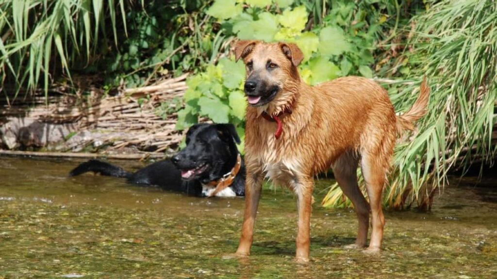 Alt: Les claus per cuidar la salut de gats i gossos durant l'estiu, al podcast 'Cau Amic'