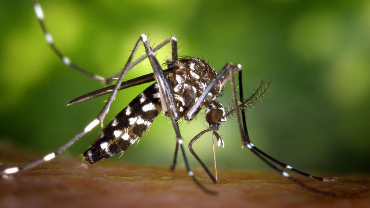 El canvi climàtic provocarà un augment de la població de mosquits?