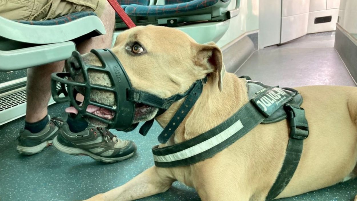 Sant Cugat, pionera en deixar pujar els gossos al transport urbà